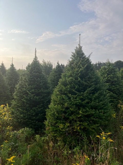 ChrisMix Tree Summer